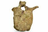 Hadrosaur (Edmontosaurus) Anterior Caudal Vertebra - Wyoming #371509-3
